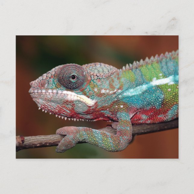 chameleon postcard (Front)