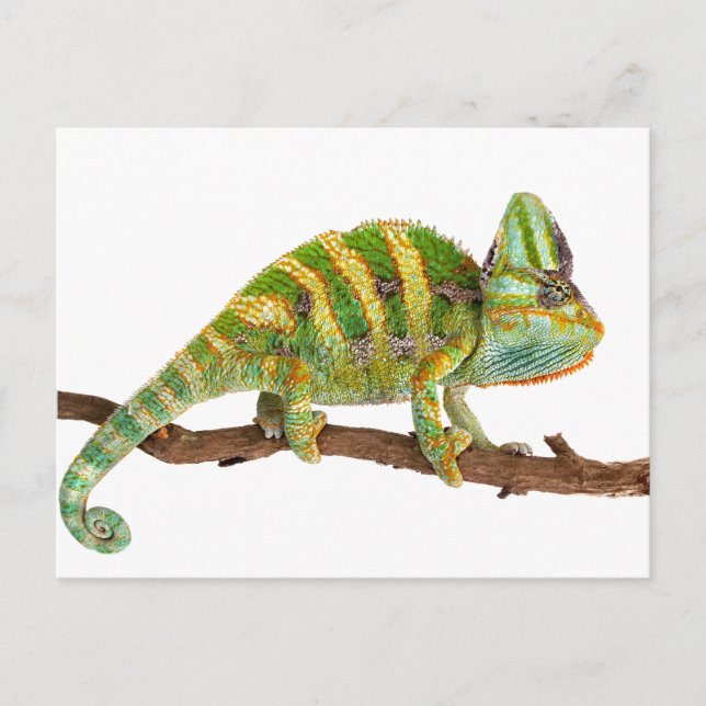Chameleon Postcard (Front)