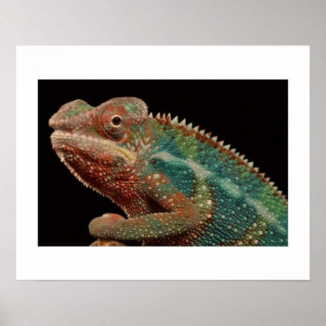 Chameleon Poster (Front)