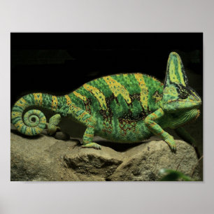 Chameleon Poster on Back