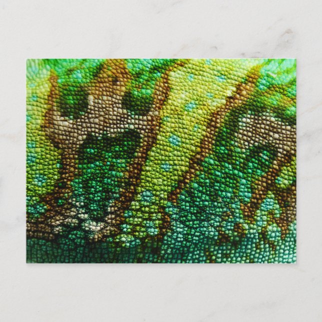 Chameleon Skin Postcard (Front)