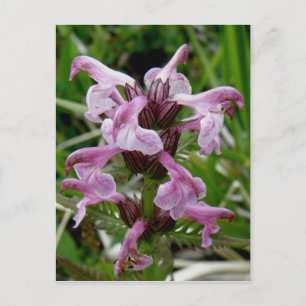 Chamisso Lousewort, Unalaska Island Postcard