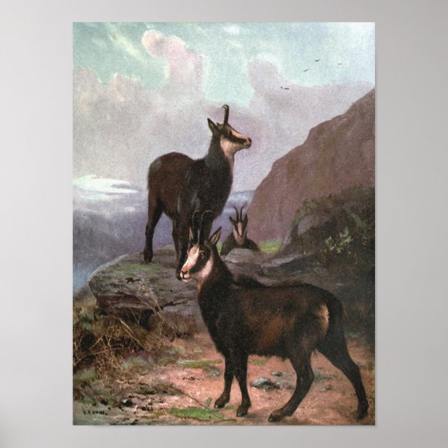 Chamois by CE Swan, Goats in the Mountains Poster (Front)
