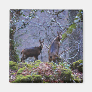 Chamois mum and calf magnet