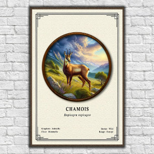 Chamois Zoology Series Poster