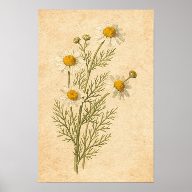 Chamomile Botanical Print (Front)