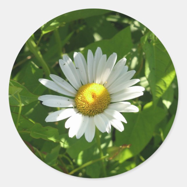 Chamomile Classic Round Sticker (Front)