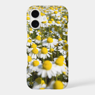 Chamomile Field, Hungary