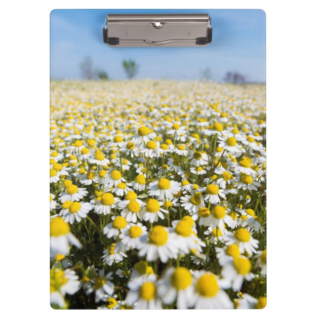 Chamomile Field, Hungary Clipboard (Front)