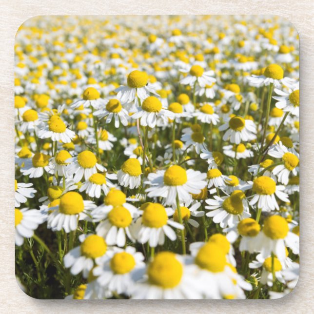 Chamomile Field, Hungary Coaster (Front)