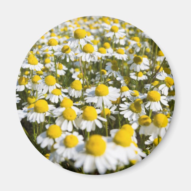 Chamomile Field, Hungary Magnet (Front)