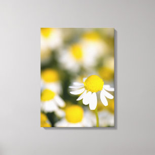 Chamomile flower close-up, Hungary Canvas Print