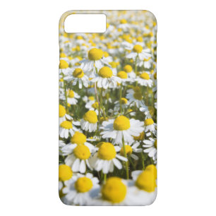 Chamomile flower close-up, Hungary Case-Mate iPhone Case