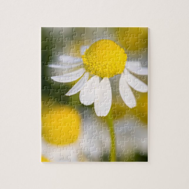 Chamomile flower close-up, Hungary Jigsaw Puzzle (Vertical)