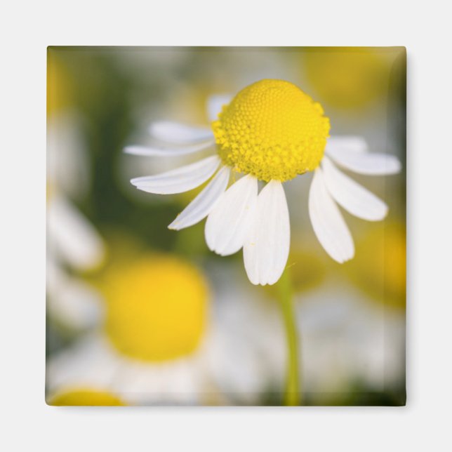 Chamomile flower close-up, Hungary Magnet (Front)