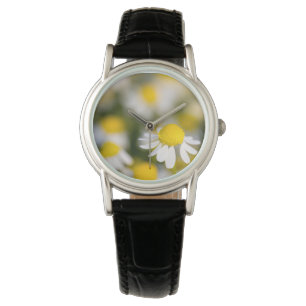 Chamomile flower close-up, Hungary Watch