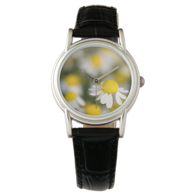 Chamomile flower close-up, Hungary Watch (Front)