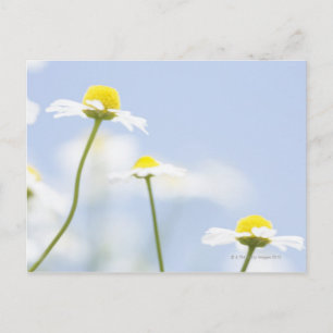 Chamomile Postcard