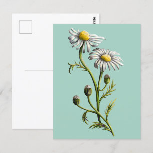Chamomile Postcard