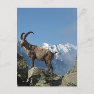 Chamonix Postcard