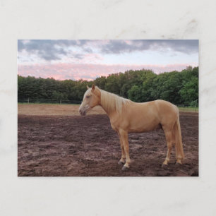 Champagne Horse Postcard
