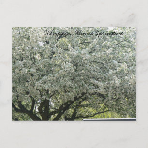 Champaign, Illinois Springtime Postcard