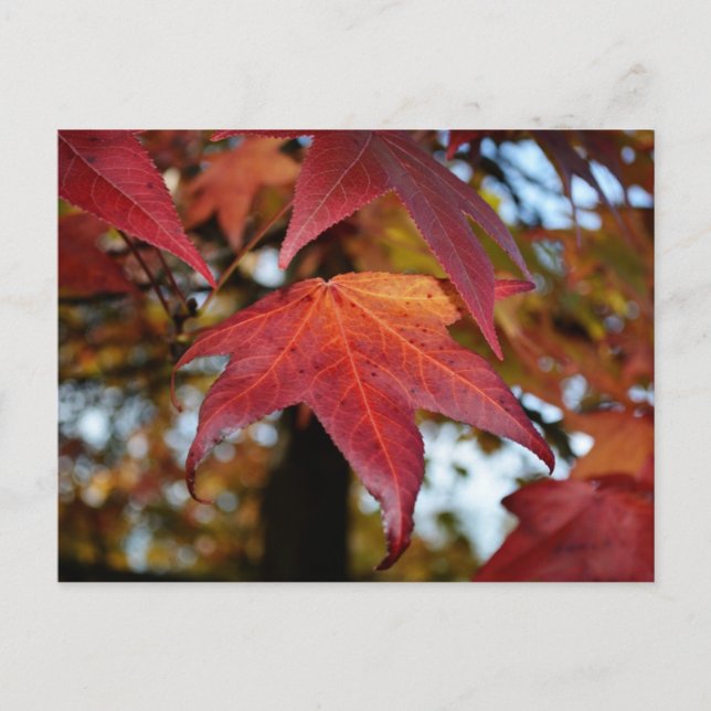 Changing Leaves of Autumn Postcard (Front)