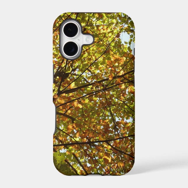 Changing Maple Tree Green and Gold Fall Colour (Back)