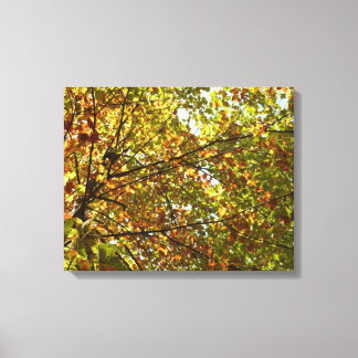 Changing Maple Tree Green and Gold Fall Colour Canvas Print