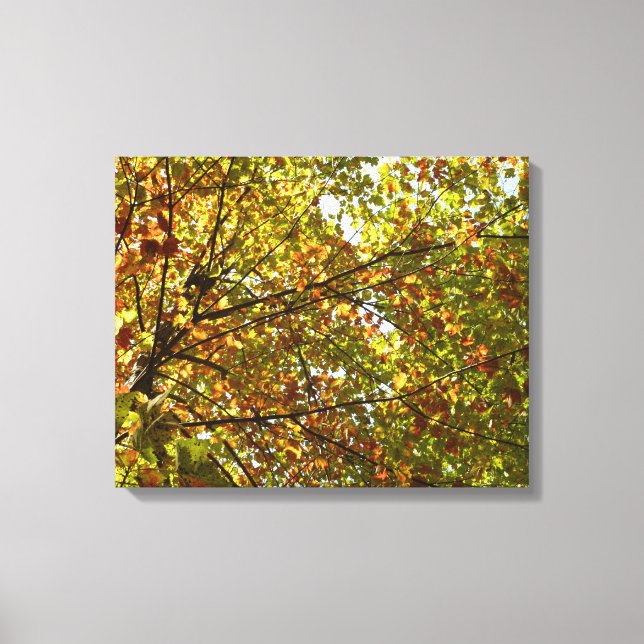 Changing Maple Tree Green and Gold Fall Colour Canvas Print (Front)