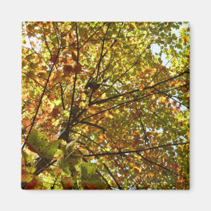 Changing Maple Tree Green and Gold Fall Colour Magnet