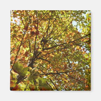 Changing Maple Tree Green and Gold Fall Colour Magnet