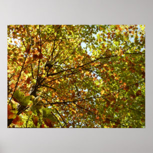 Changing Maple Tree Green and Gold Fall Colour Poster