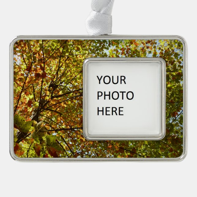 Changing Maple Tree Green and Gold Fall Colour Silver Plated Framed Ornament (Front)