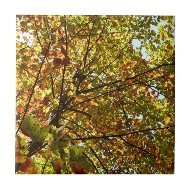 Changing Maple Tree Green and Gold Fall Colour Tile (Front)