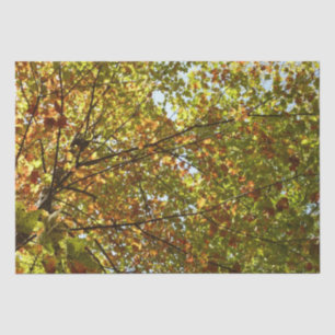 Changing Maple Tree Green and Gold Fall Colour Tissue Paper
