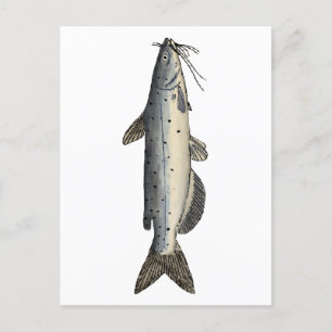 Channel Catfish (juvenile) Postcard