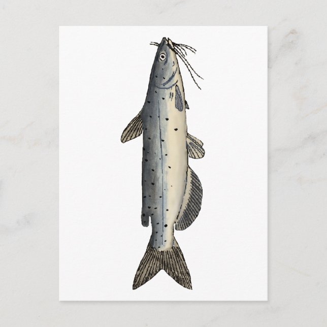 Channel Catfish (juvenile) Postcard (Front)