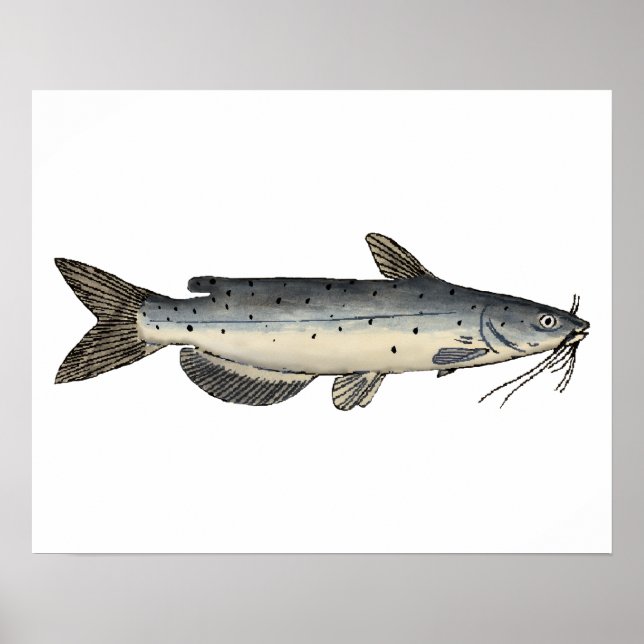Channel Catfish (juvenile) Poster (Front)