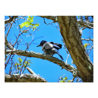 Channel Islands National Park Photo Print