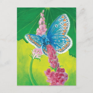 Chapmans blue butterfly (Polyommatus thersites) Holiday Postcard