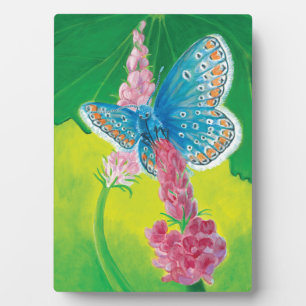 Chapmans blue butterfly (Polyommatus thersites) Plaque
