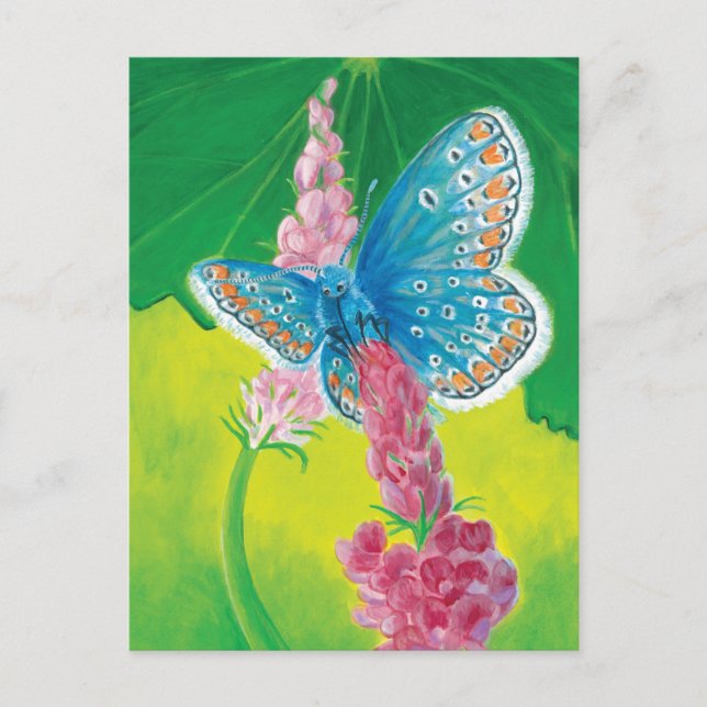 Chapmans blue butterfly (Polyommatus thersites)   Postcard (Front)