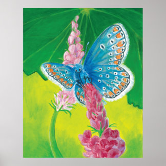 Chapmans blue butterfly (Polyommatus thersites) Poster