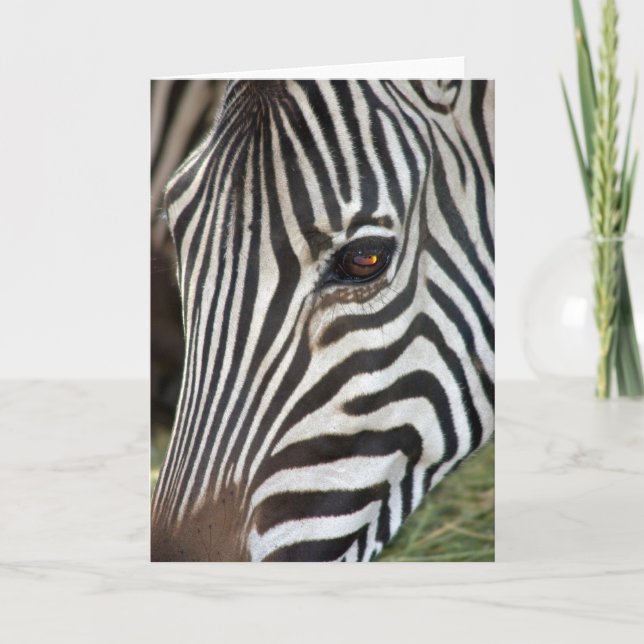 Chapman's Zebra Card (Front)