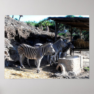 Chapman's Zebras Poster