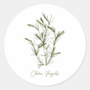 Chara Fragilis Sea-Inspired  Classic Round Sticker