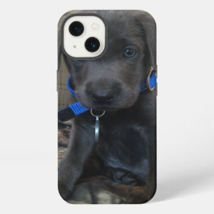 charcoal labrador case