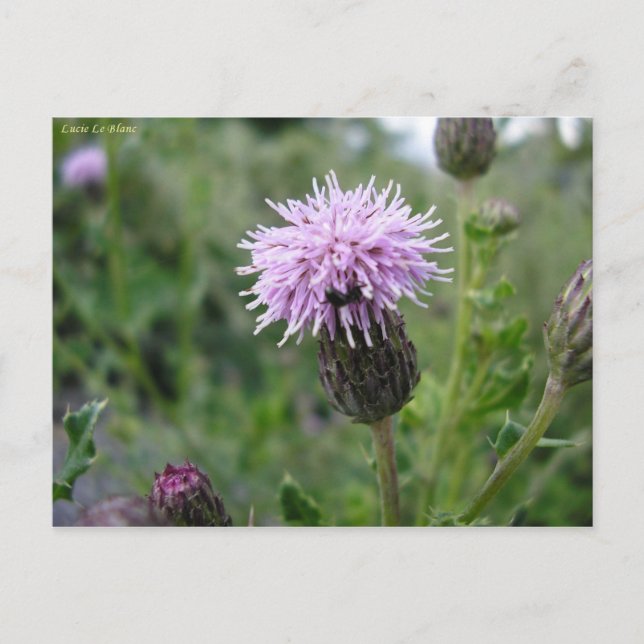 Chardon des champs postcard (Front)