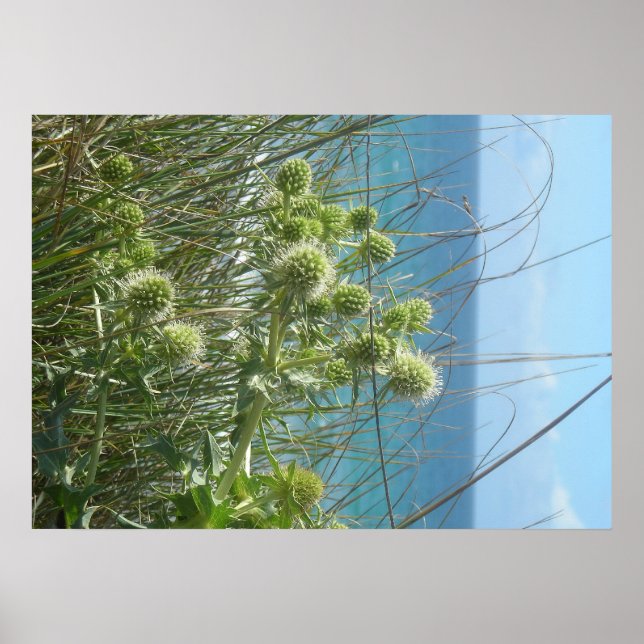 chardon des dunes poster (Front)